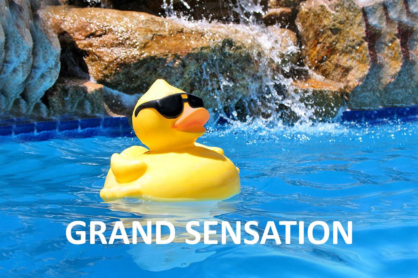 утка в море